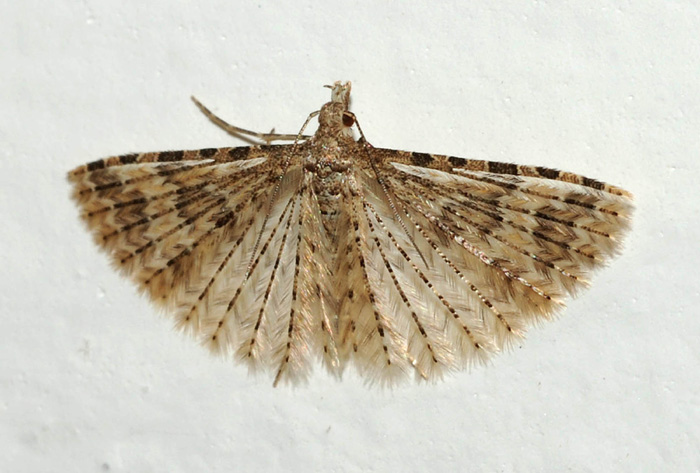 Alucita cfr.  hexadactyla